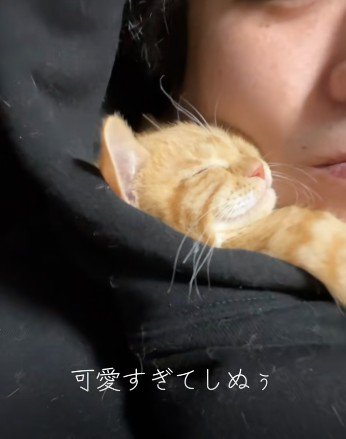 人に抱き着いて寝ている子猫