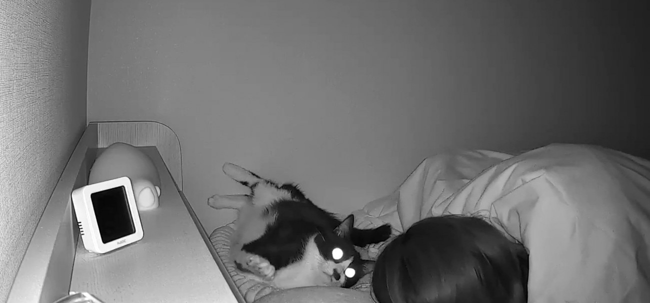 飼い主を見つめる猫