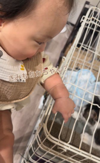 子猫を見つめる赤ちゃん