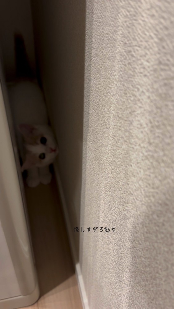 隙間にちんまりと隠れているおもちちゃん