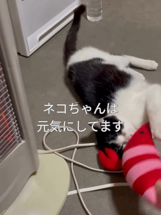 転がって遊ぶ猫