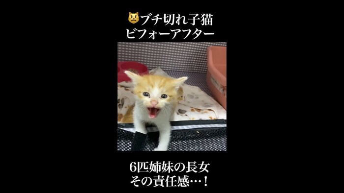 イカ耳でシャー