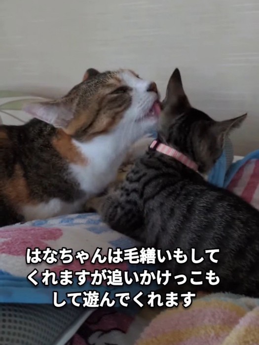 子猫をなめる三毛猫