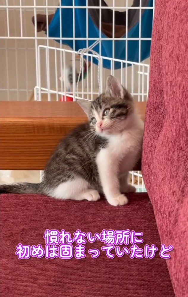 ソファの隅で固まる子猫