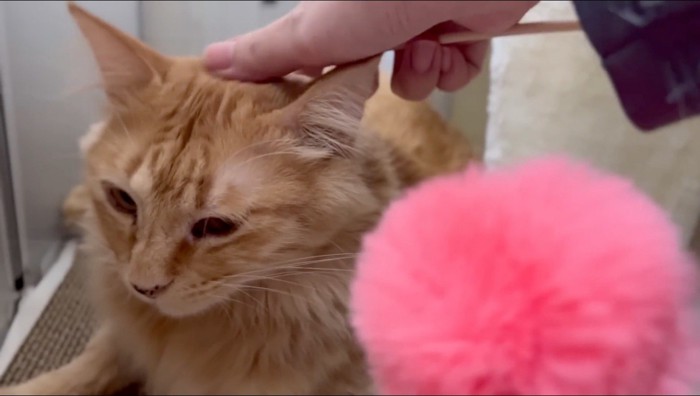 猫の頭を撫でる飼い主