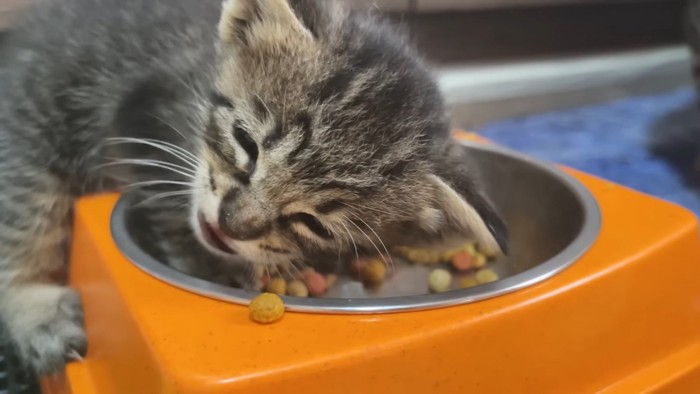 ごはんを食べる子猫