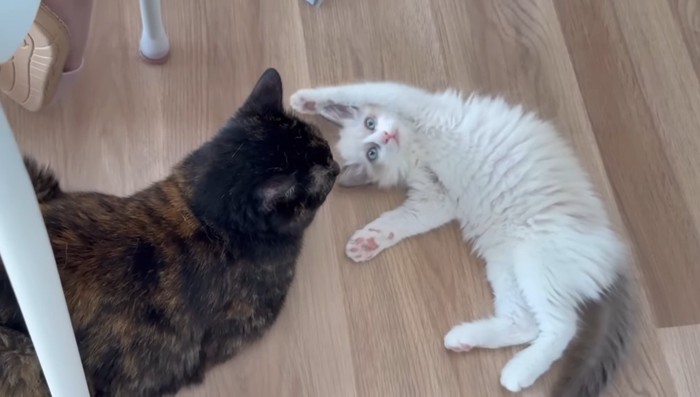 お腹を見せる子猫