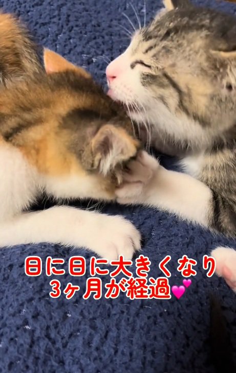 毛づくろいをしている2匹の子猫のドアップ