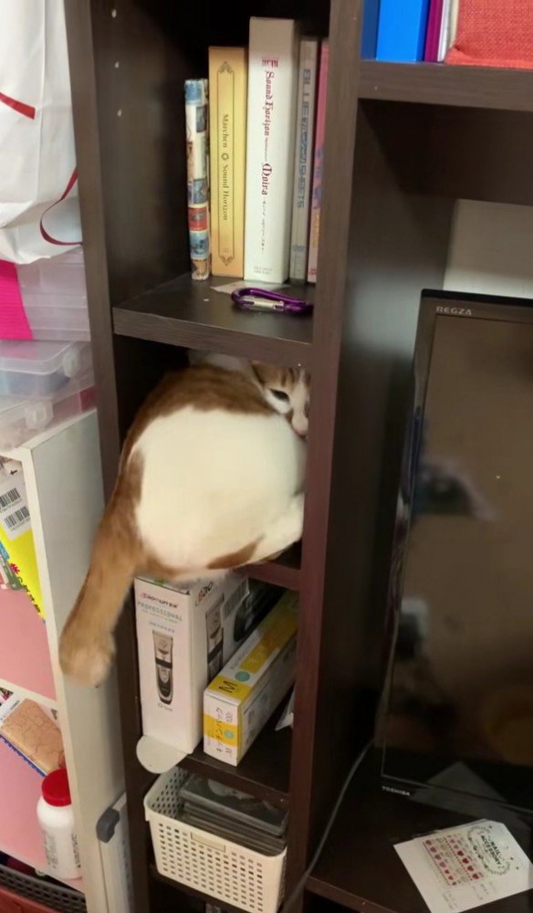 棚に入っている猫