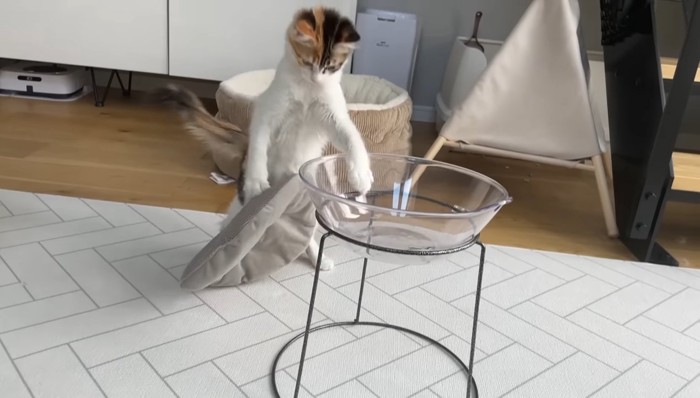 つかまり立ち(向かって左側)