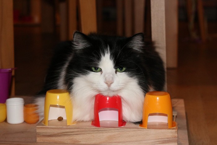 スリーシェルゲームをする猫