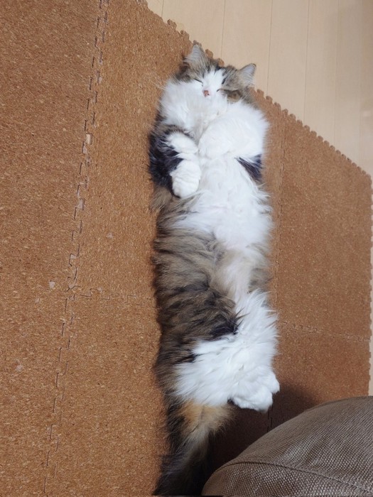 寝ている猫さん