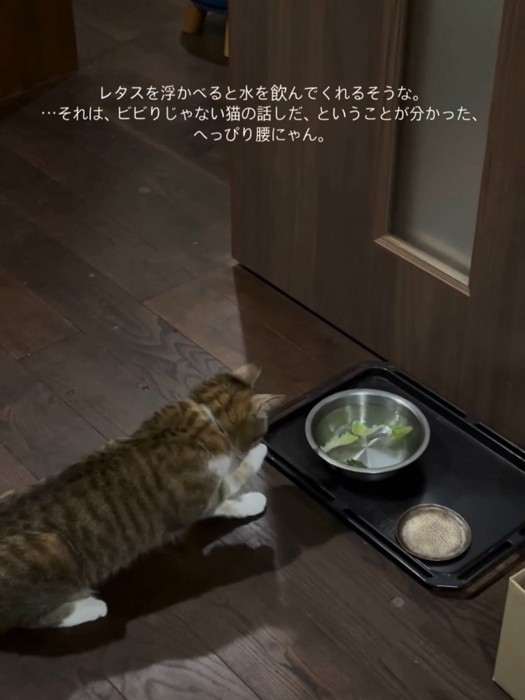 前足をなめる猫