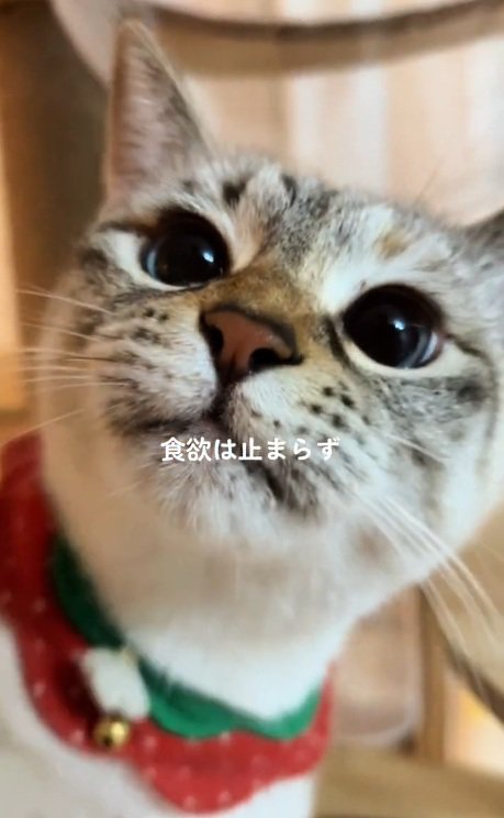 サバ白猫の顔のドアップ