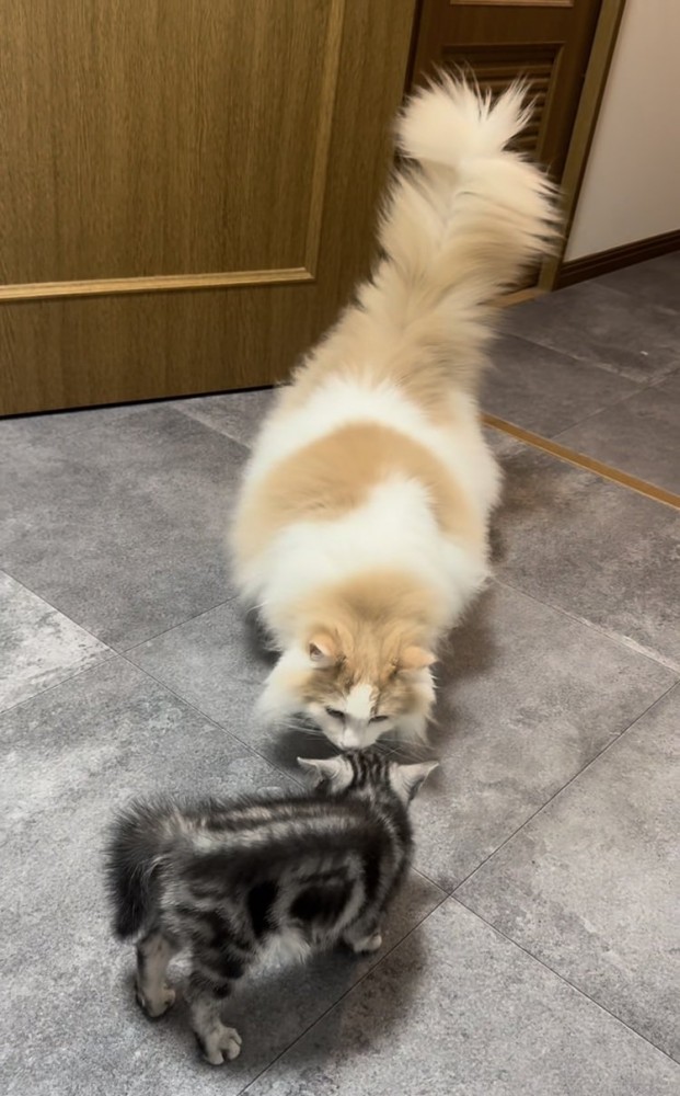 毛を逆立てる子猫と子猫を見つめるノルウェージャンフォレストキャット