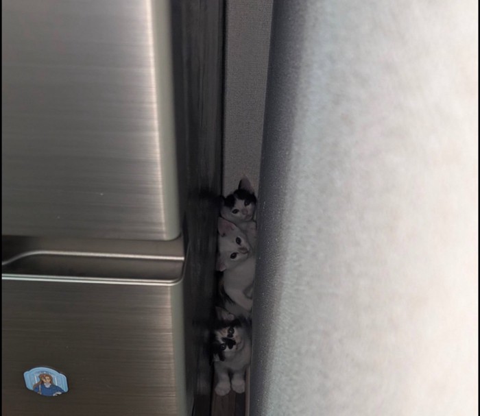 隙間に重なる子猫