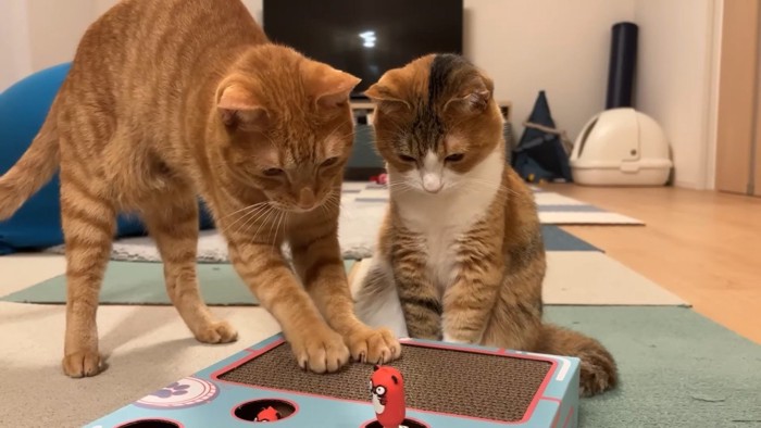 爪とぎをするにゃん太くん