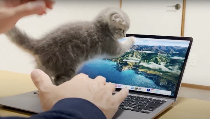 パソコン画面に手をかける子猫