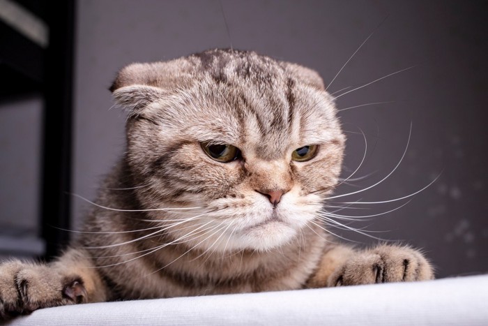 不満げな表情の猫