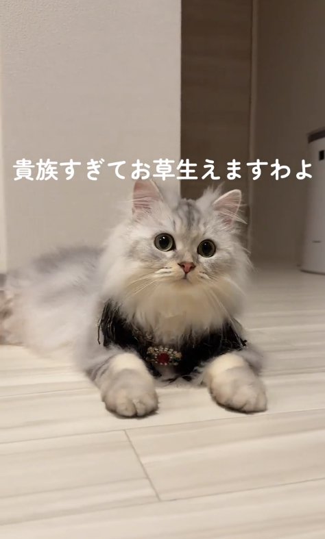 ストーンとフリンジのついた首輪をつけた猫