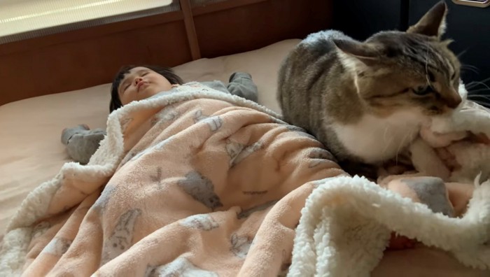 ふみふみしているが香箱座りしているように見える猫