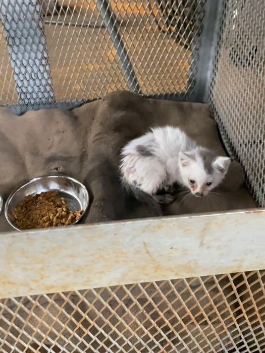 かごの中にいる子猫