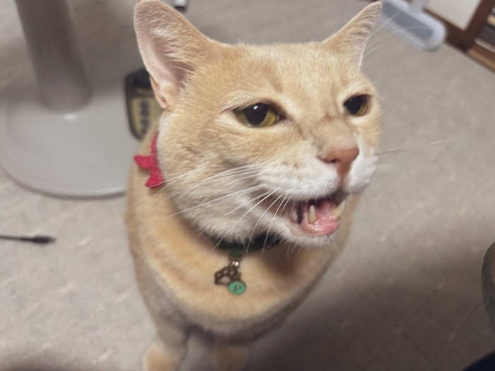 猫が抱っこを要求して泣いているところ