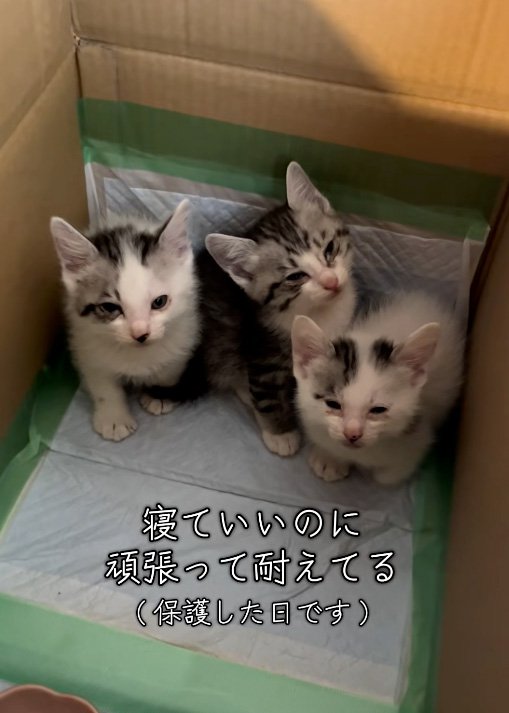 警戒する猫