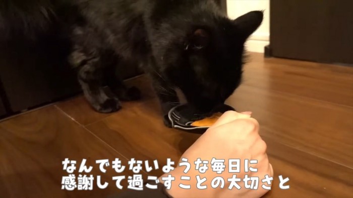 フードを食べる猫