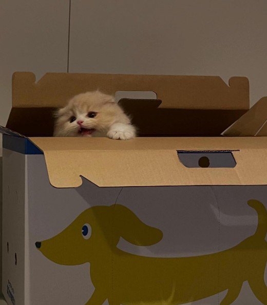 箱の中から顔を出している子猫