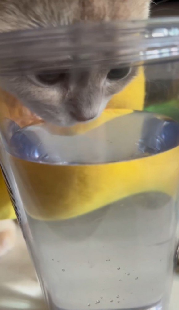 水面を見つめる猫