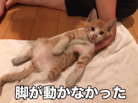 タオルに寝かせられた猫