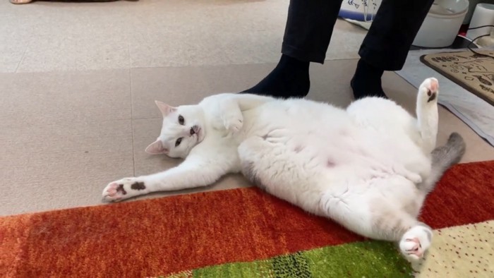 次男さんの足元でお腹を出して横たわるハクちゃん