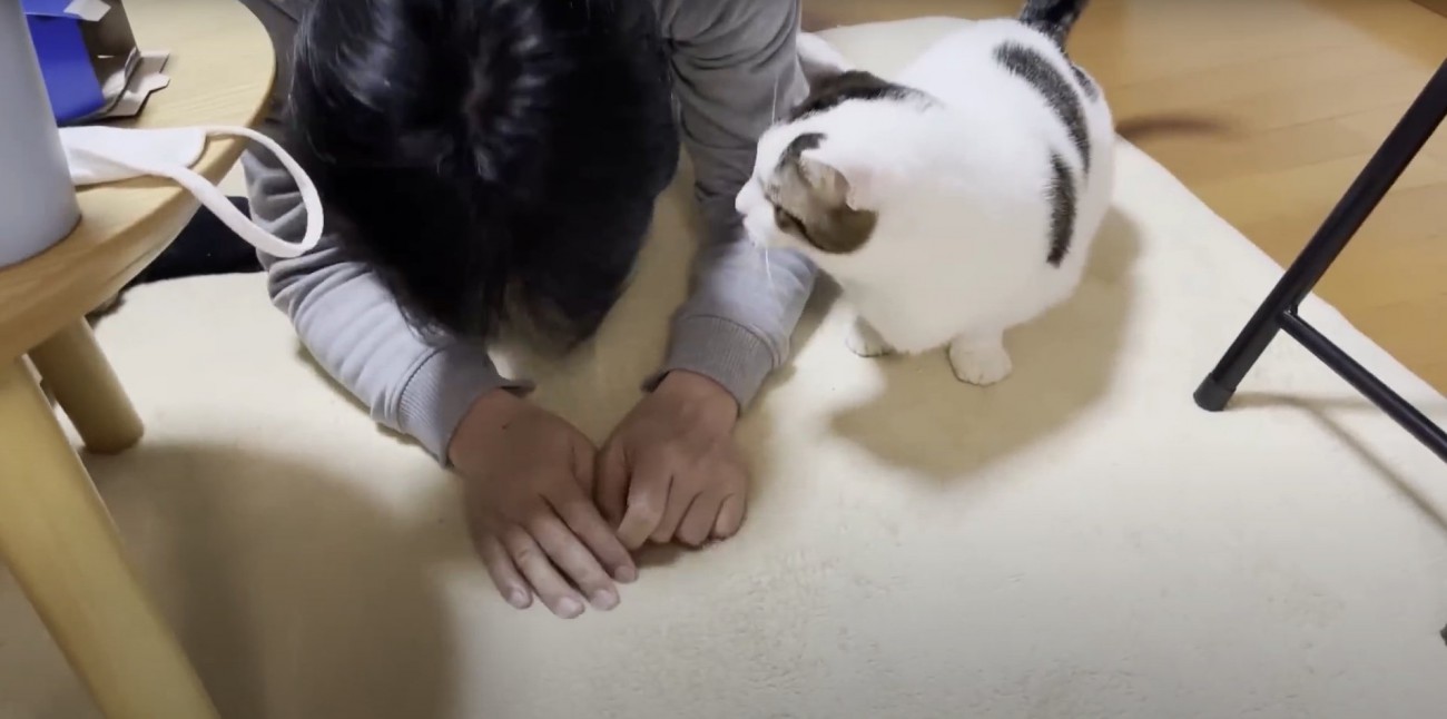 床に両肘をついている飼い主を見つめる猫