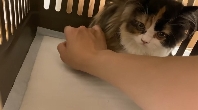 撫でられる子猫