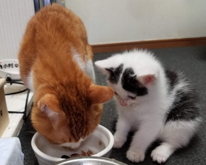 オレンジ色の猫がご飯を食べる横で座り込む子猫