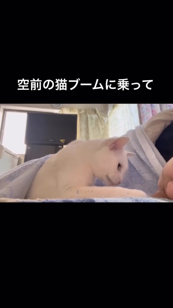 布団でくつろぐ猫