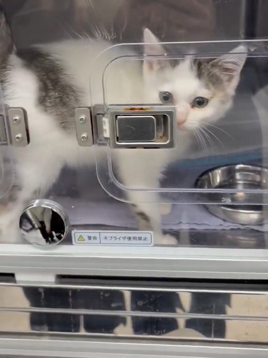 入院している子猫