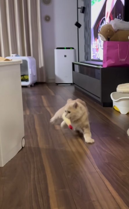 おもちゃをくわえて飛び上がる猫
