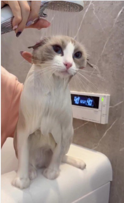 頭が濡れている猫