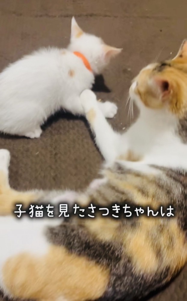 子猫を見守る三毛猫