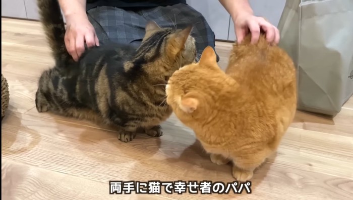 両手に猫