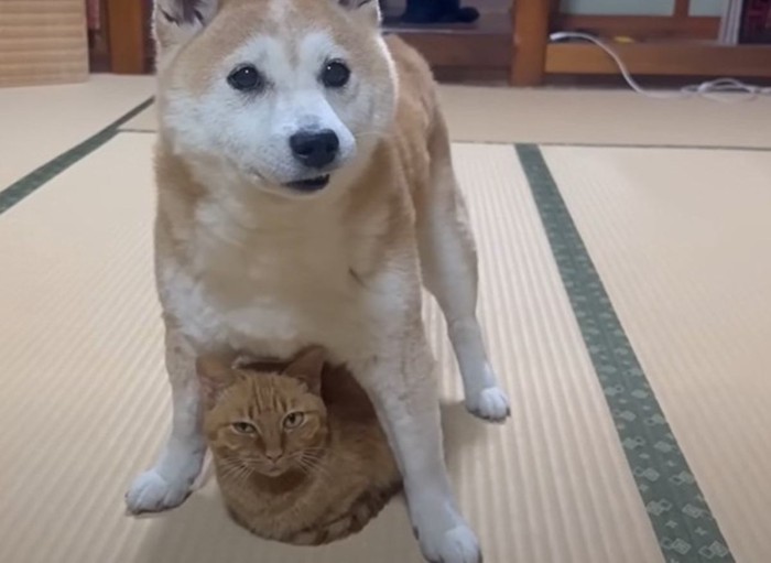 カメラ目線の柴犬と柴犬の体の下に伏せる猫