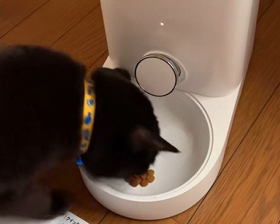 ドライフードを食べる猫