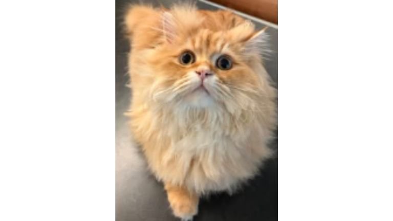 室内にいる猫