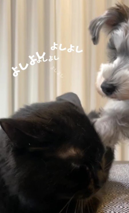 猫をなでる犬