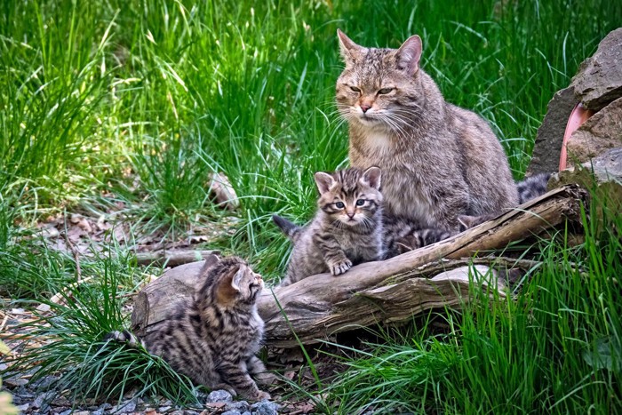 ヨーロッパヤマネコの親子