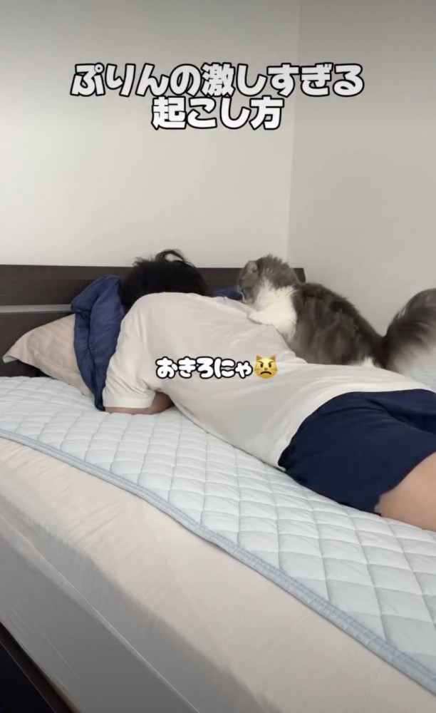 激しく飼い主を起こす猫