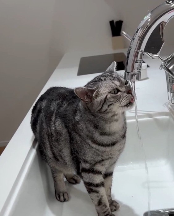 お水を飲む佐助くん