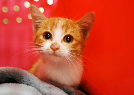 カメラ目線の子猫